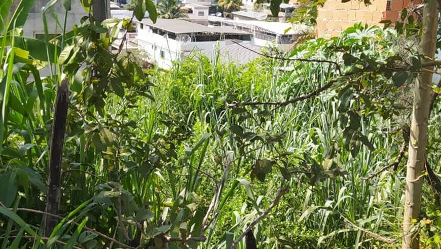 Morador que contraiu dengue reclama do mato alto em terreno do Bela Vista em Leopoldina