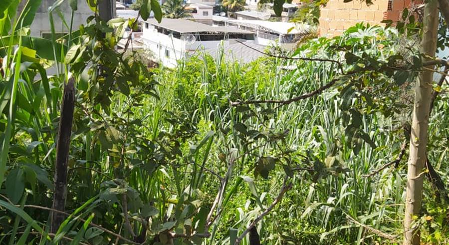 Morador que contraiu dengue reclama do mato alto em terreno do Bela Vista em Leopoldina