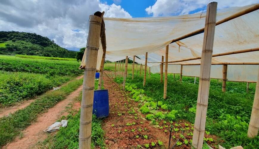 Aqui de Leopoldina: Agricultura familiar