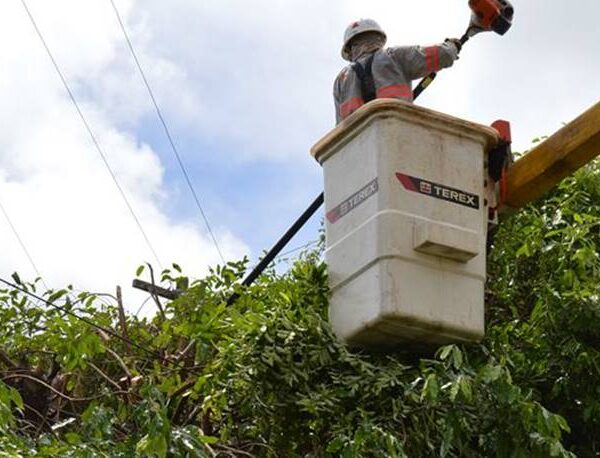 Árvores plantadas perto da rede elétrica já deixaram mais de 300 mil pessoas sem energia elétrica em 2021