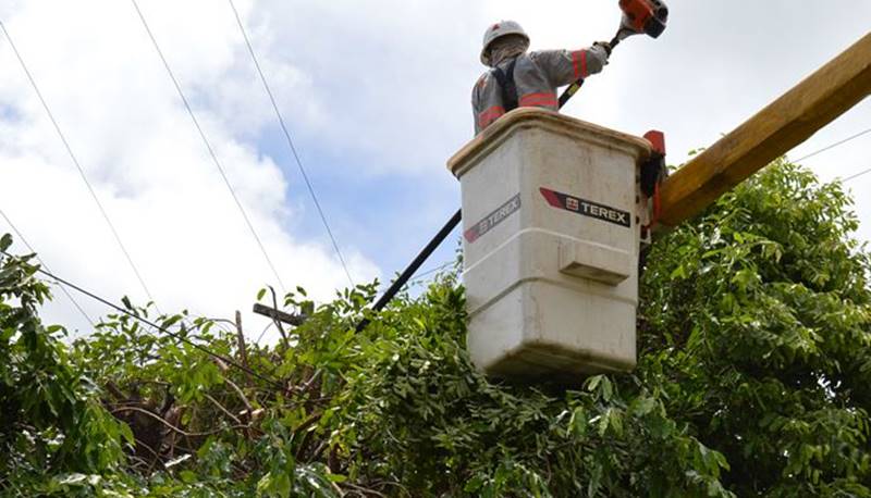 Árvores plantadas perto da rede elétrica já deixaram mais de 300 mil pessoas sem energia elétrica em 2021