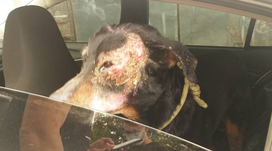 Cadela vítima de maus-tratos é resgatada pela Polícia Civil em Juiz de Fora