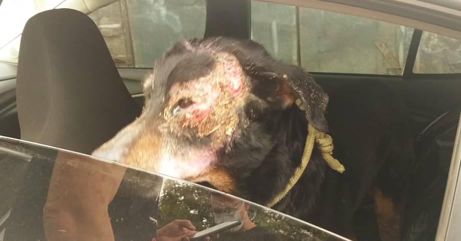 Cadela vítima de maus-tratos é resgatada pela Polícia Civil em Juiz de Fora