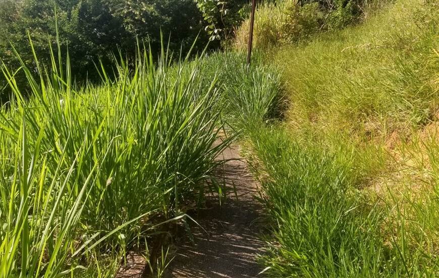 Mato alto no escadão da Cohab Nova em Leopoldina prejudica moradores