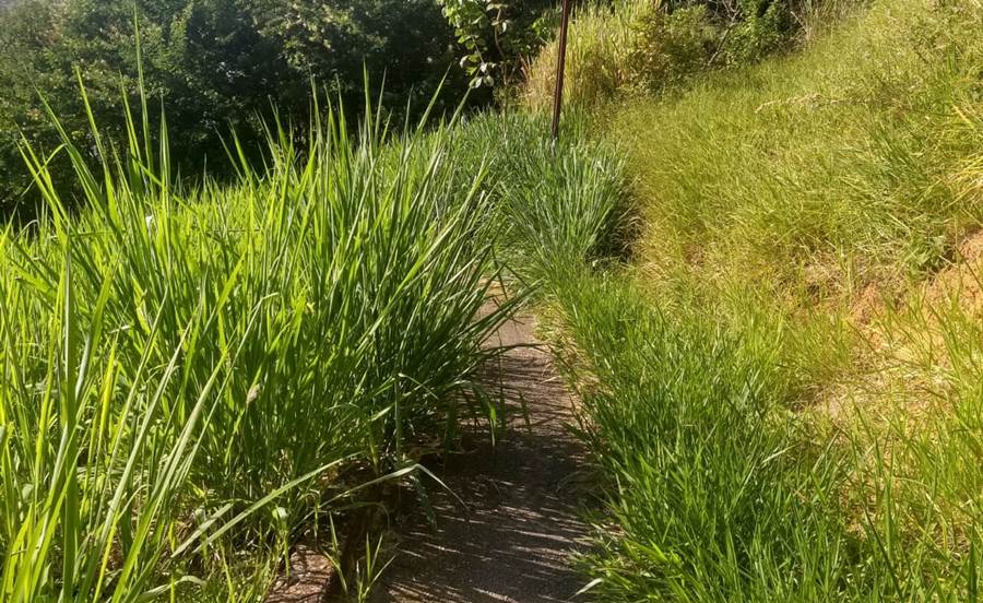 Mato alto no escadão da Cohab Nova em Leopoldina prejudica moradores