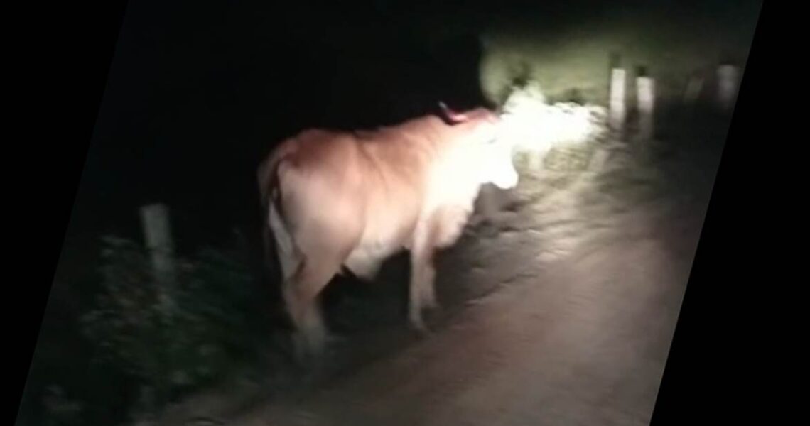 Jovem morre após moto colidir com vacas na BR-393 em Pirapetinga