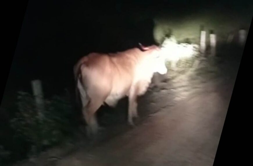 Jovem morre após moto colidir com vacas na BR-393 em Pirapetinga