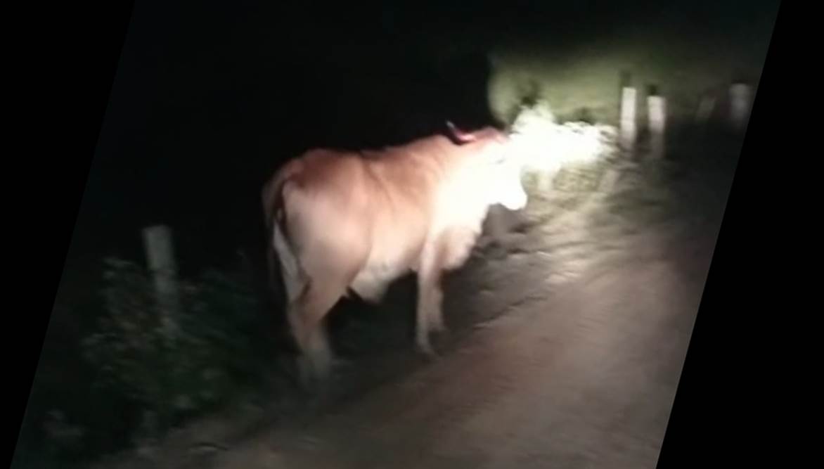 Jovem morre após moto colidir com vacas na BR-393 em Pirapetinga