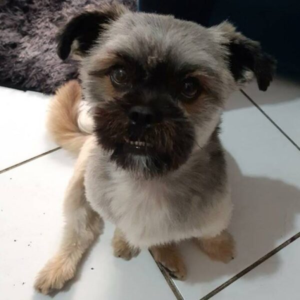 Mulher procura dono de cachorro encontrado em trecho da BR-116 em Leopoldina