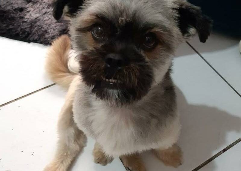 Mulher procura dono de cachorro encontrado em trecho da BR-116 em Leopoldina