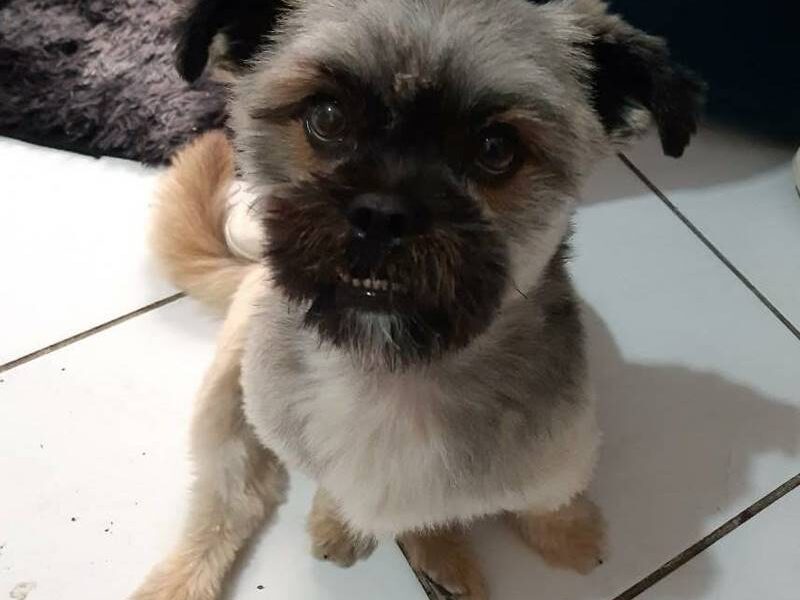 Mulher procura dono de cachorro encontrado em trecho da BR-116 em Leopoldina