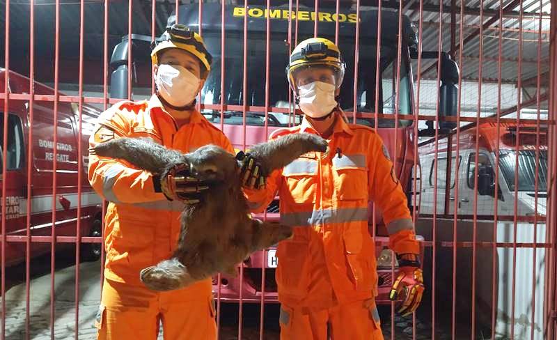 Bombeiros resgatam bicho-preguiça às margens da BR-116 em Leopoldina