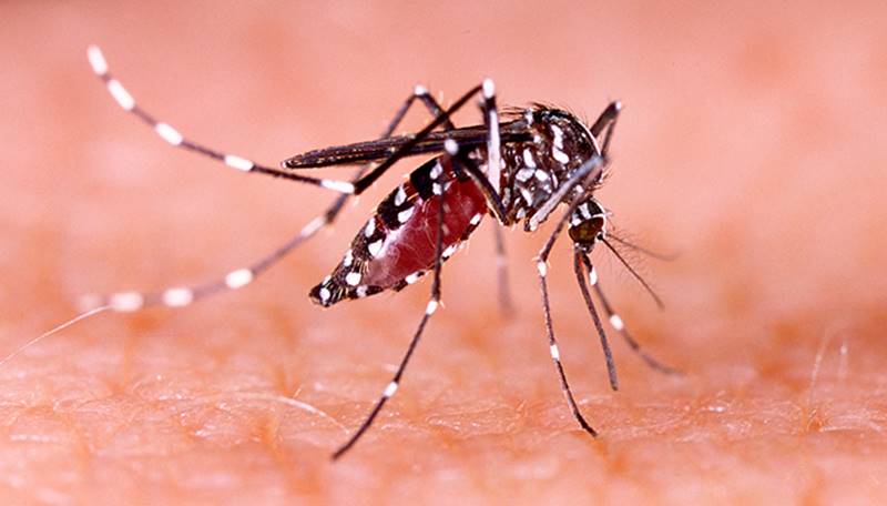 Leopoldina registra aumento de casos de dengue nos primeiros meses deste ano