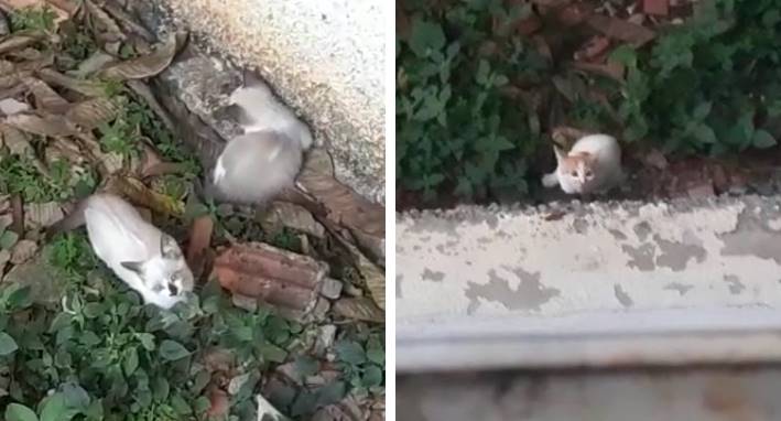 Moradoras pedem ajuda para resgatar gatos abandonados em terreno na Rua 27 de Abril em Leopoldina