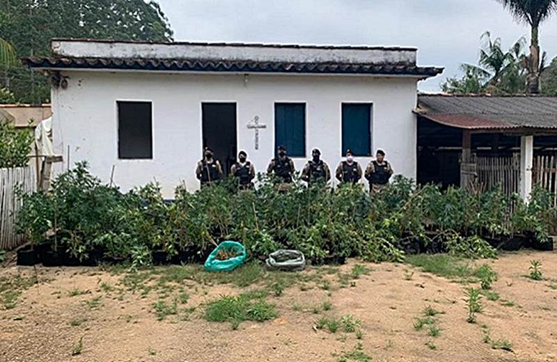 Ministério Público denuncia servidor público por tráfico e produção de maconha em Ubá