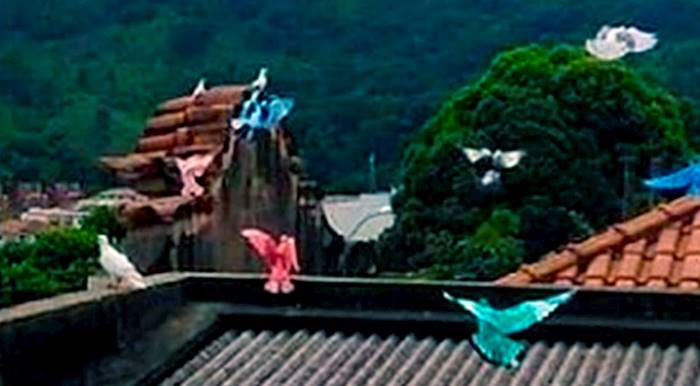 Prefeitura de Leopoldina emite Nota após imagem de pombos pintados repercutir em todo país