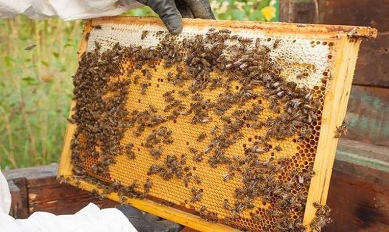 Aqui de Leopoldina: Apicultura Sustentável, um bom negócio?