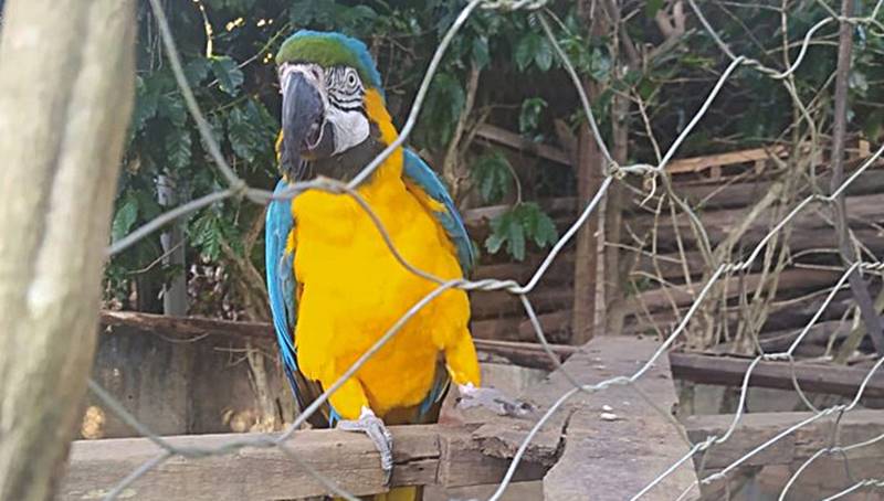 Arara-canindé é apreendida em Rio Novo após ser mantida em cativeiro por 50 anos