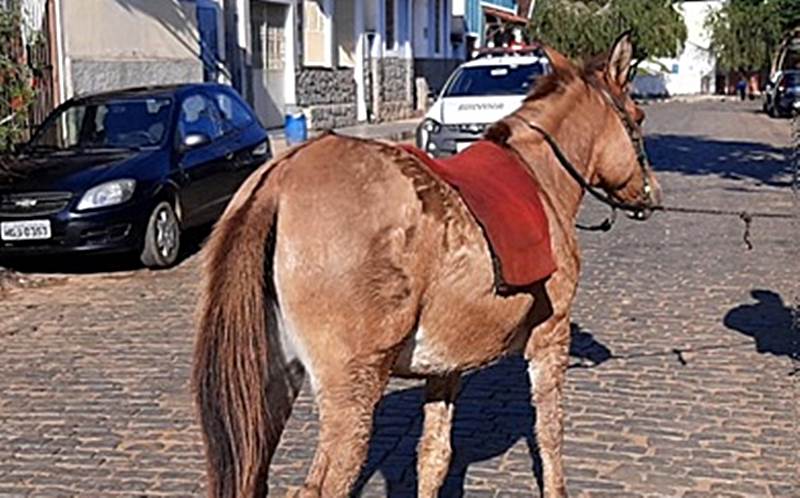 Homem é detido em Rio Novo por maus tratos a uma mula