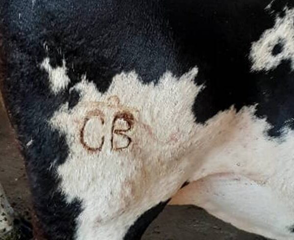 Criminosos furtam 56 cabeças de gado de propriedade rural em Recreio