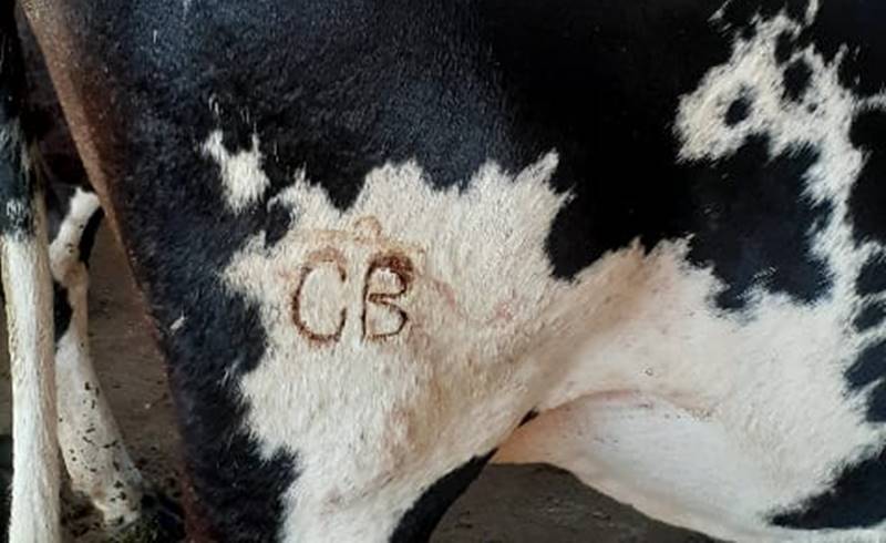 Criminosos furtam 56 cabeças de gado de propriedade rural em Recreio