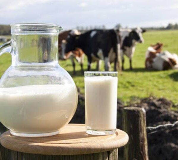 Aqui de Leopoldina: 1º de junho – Dia Mundial do Leite