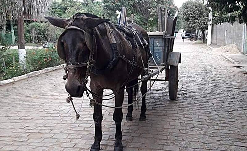 Égua ganha aposentadoria em Leopoldina após anos de trabalho puxando carroça da prefeitura