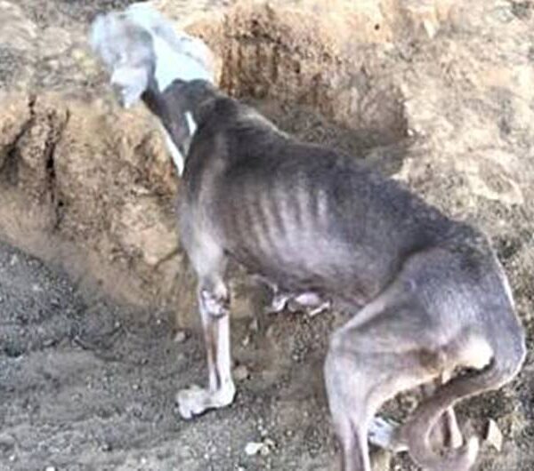 Polícia encontra animais com sinais de maus-tratos dentro de casa em Cataguases