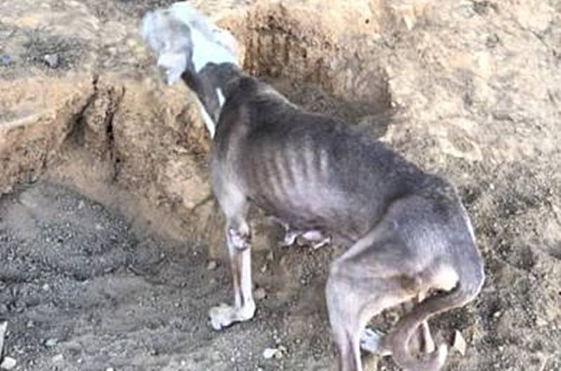 Polícia encontra animais com sinais de maus-tratos dentro de casa em Cataguases