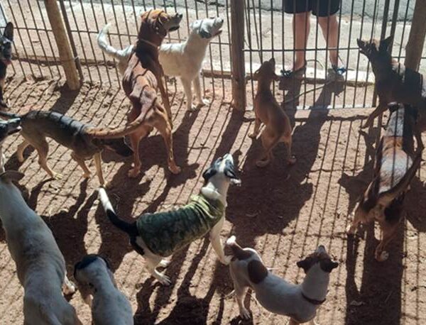 Prefeitura de Leopoldina inicia castração gratuita de cães e gatos