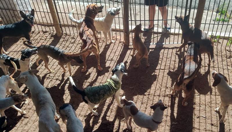 Campanha de castração gratuita de cães atende mais de 100 animais em Leopoldina