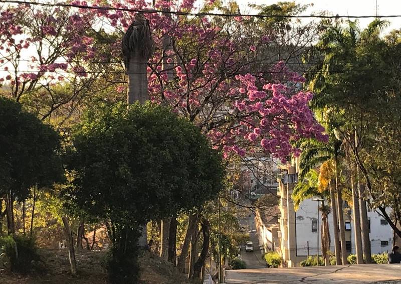 Ipês florescem e dão colorido especial ao inverno em Leopoldina