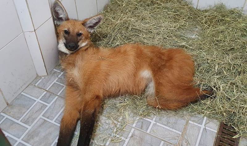 Lobo-guará é resgatado na BR-267 em Bicas