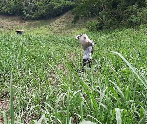 EPAMIG identifica boas práticas para a produção sustentável de cachaça na região