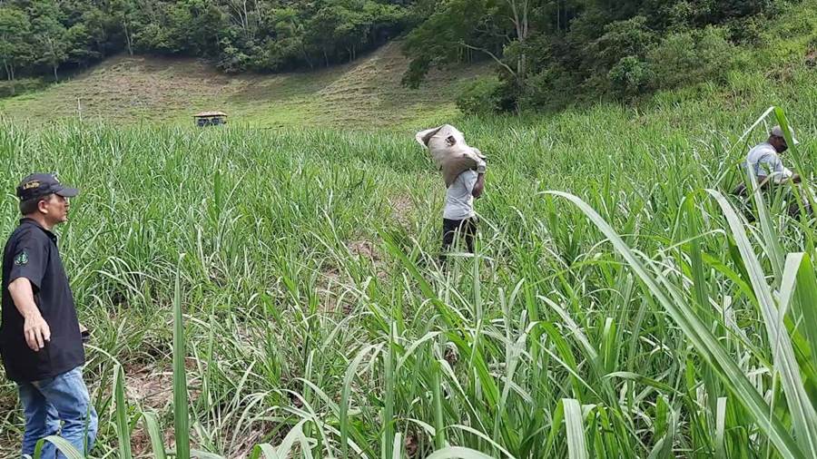 EPAMIG identifica boas práticas para a produção sustentável de cachaça na região