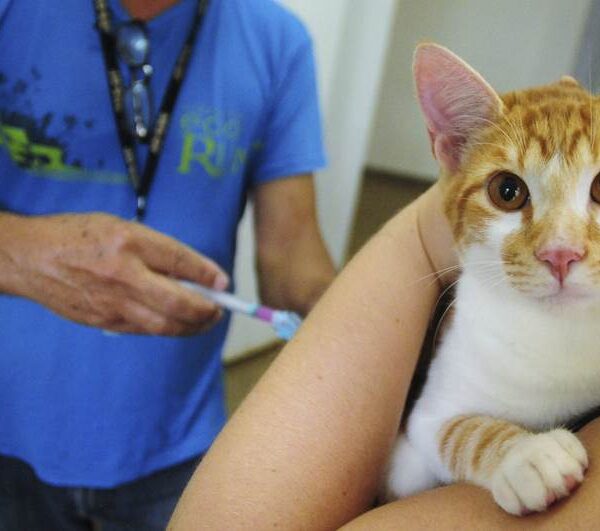 Cataguases vai vacinar cães e gatos contra a raiva em setembro