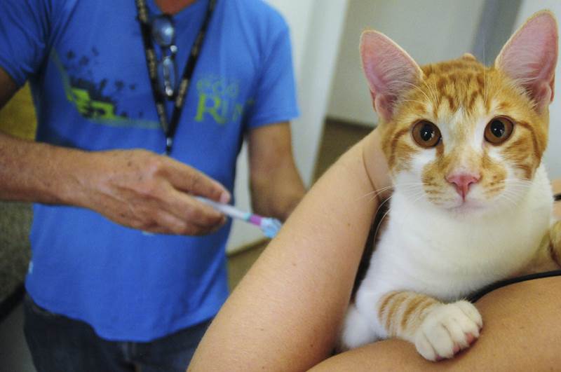 Cataguases vai vacinar cães e gatos contra a raiva em setembro