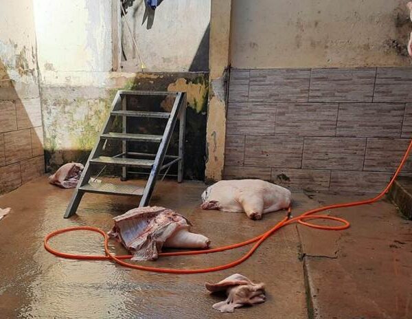 Ação integrada apreende cerca de uma tonelada de carnes em Ubá