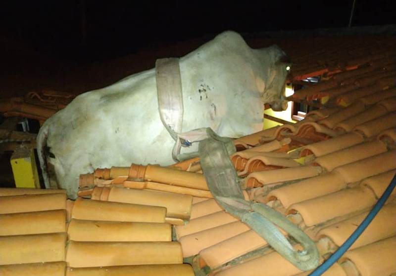 Vaca é resgatada por bombeiros após ficar presa em telhado em Além Paraíba