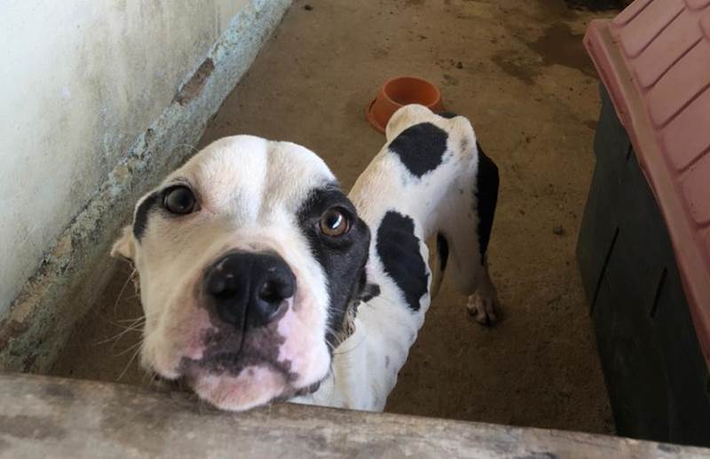 Dono de cachorro em Cataguases é preso pela PM do Meio Ambiente por maus tratos