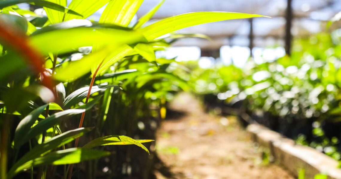 Lions Clube Leopoldina distribui mudas de árvores neste sábado na Praça Félix Martins