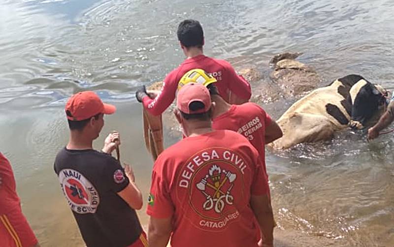 Corpo de Bombeiros e Defesa Civil resgatam vaca atolada no Rio Pomba em Cataguases