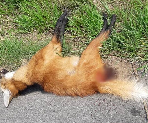 Lobo-guará morre atropelado na BR-116 em Leopoldina próximo à Bica D’água