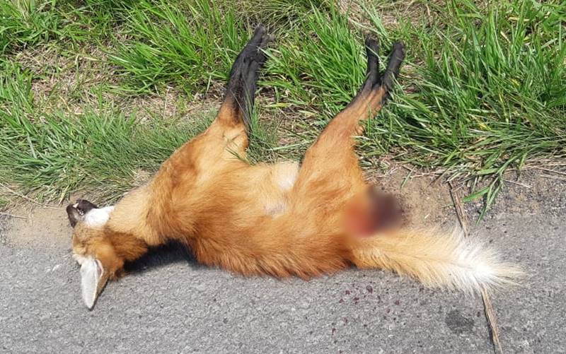 Lobo-guará morre atropelado na BR-116 em Leopoldina próximo à Bica D’água
