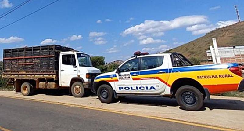 PM recupera em Muriaé cabeças de gado furtadas em São Sebastião da Vargem Alegre