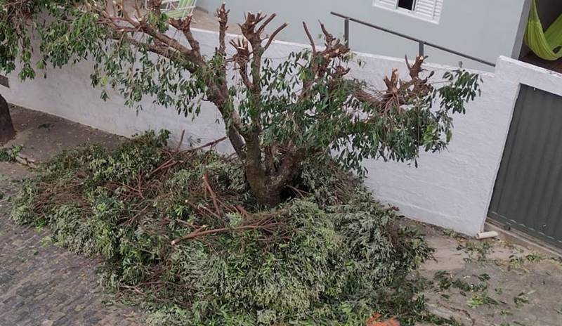 Poda radical de árvores em via pública é registrada por moradora em Leopoldina