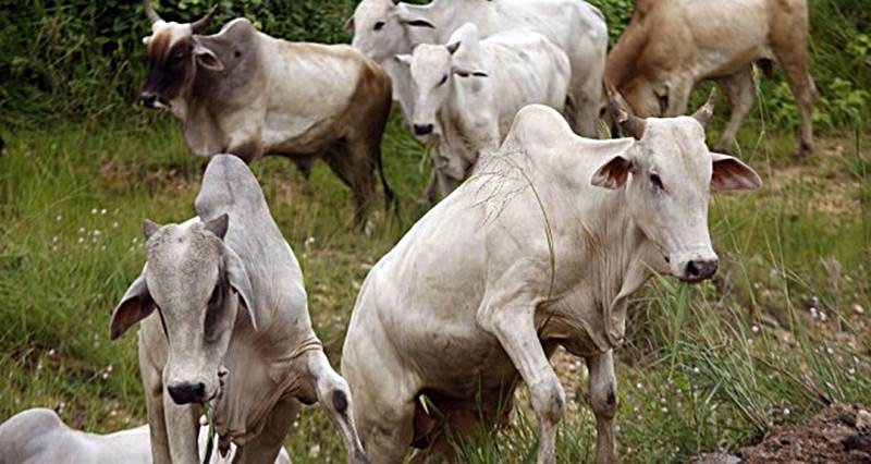 Ministério da Agricultura confirma casos de ‘vaca louca’ em Minas Gerais
