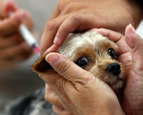 Campanha de vacinação antirrábica percorre distrito de Piacatuba e Tebas durante a semana