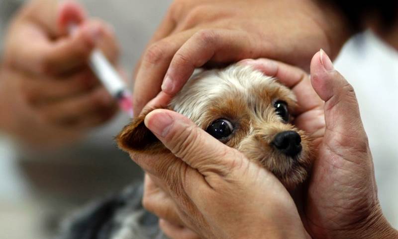 Vacinação contra raiva para cães e gatos em Leopoldina começa nesta sexta-feira