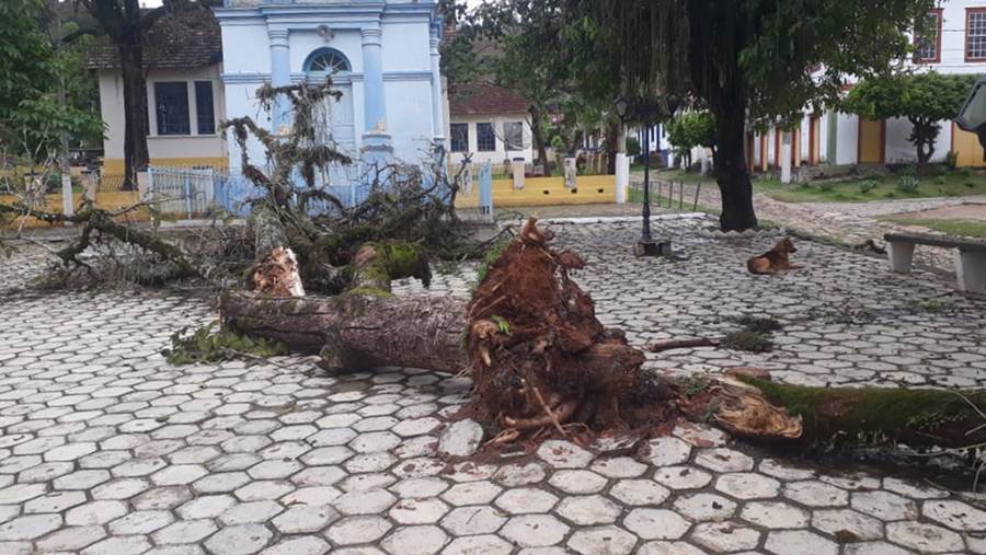 Árvore cai em praça de Piacatuba em Leopoldina